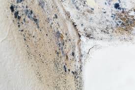 Why You Should Choose Our Mold Remediation Services in Conway, PA